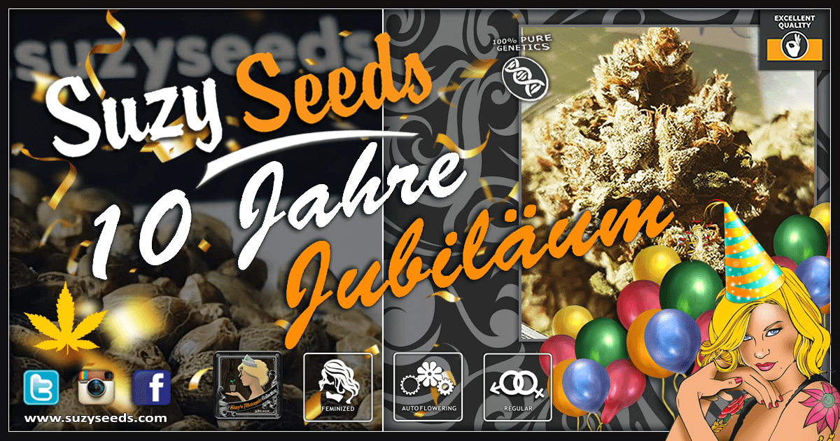 Premium Qualität Hanfsamen - SuzySeeds