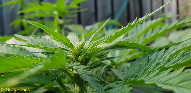 Culture du Cannabis 