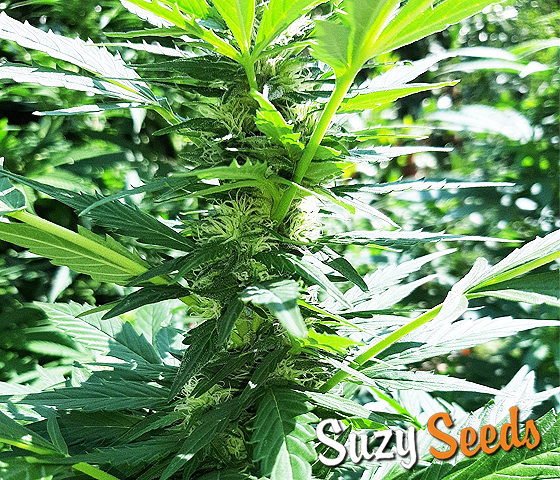 Amnesia Haze Autoflowering Seeds