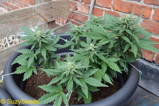 Jack Herer Auto - LST