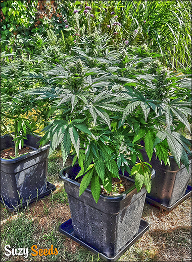 Autoflowers buiten kweken