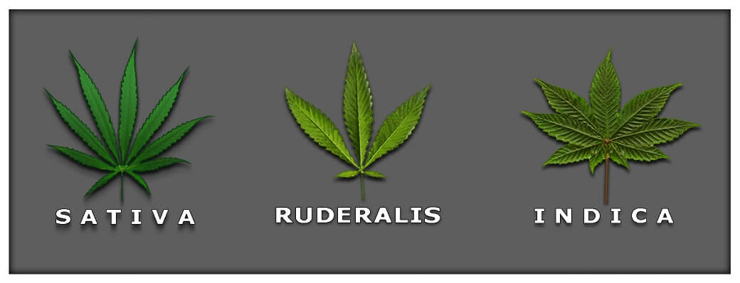 Ruderalis Cannabis