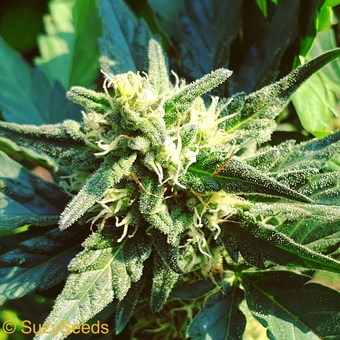 Autoflowering & Feminized Cannabis Seeds