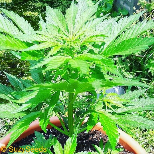 Bubble Chum Gum Autoflowering Cannabis Zaden 