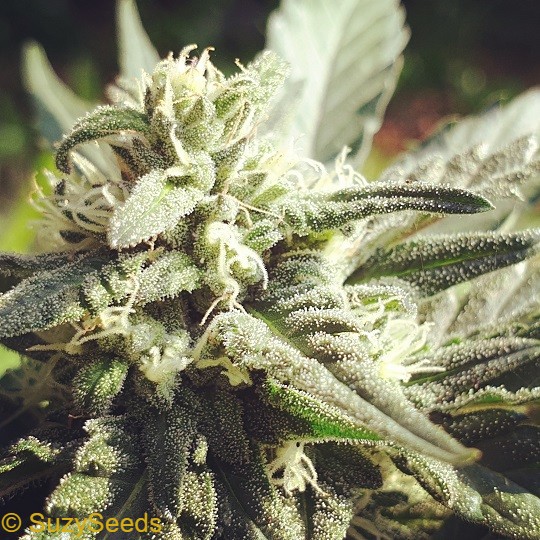 Bubble Chum Gum Autoflowering Seeds