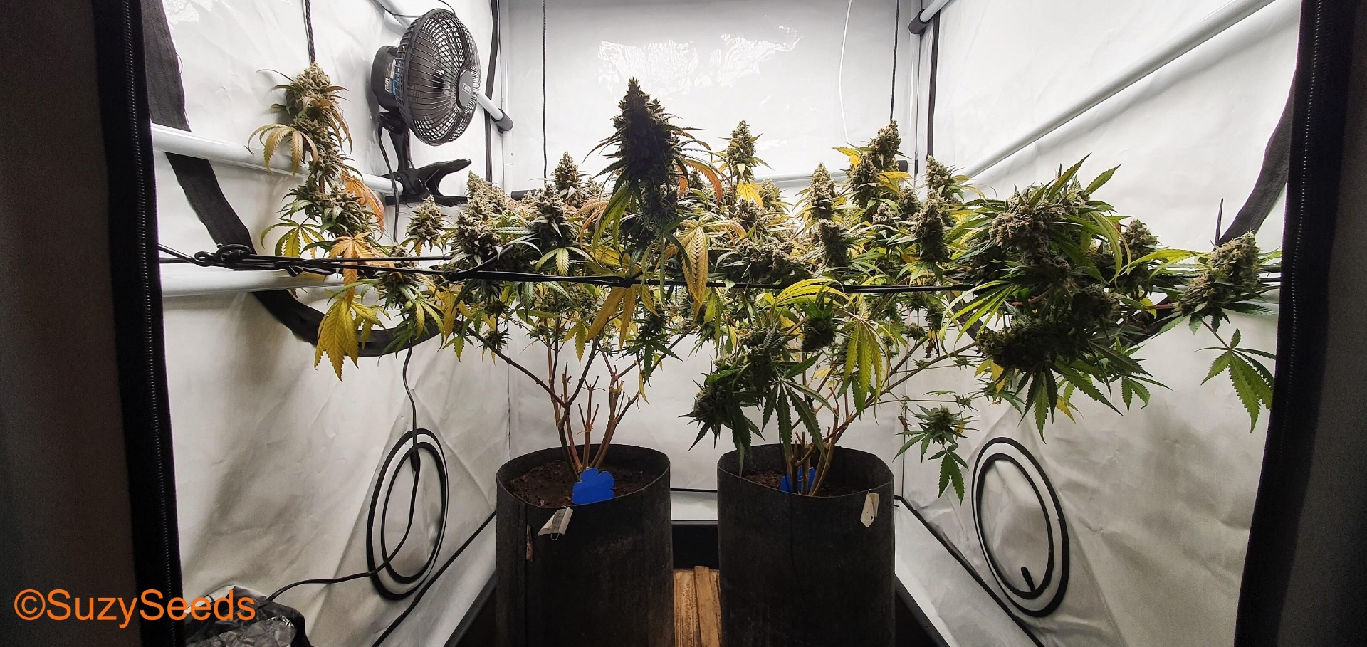 Chambre de Culture de Cannabis 