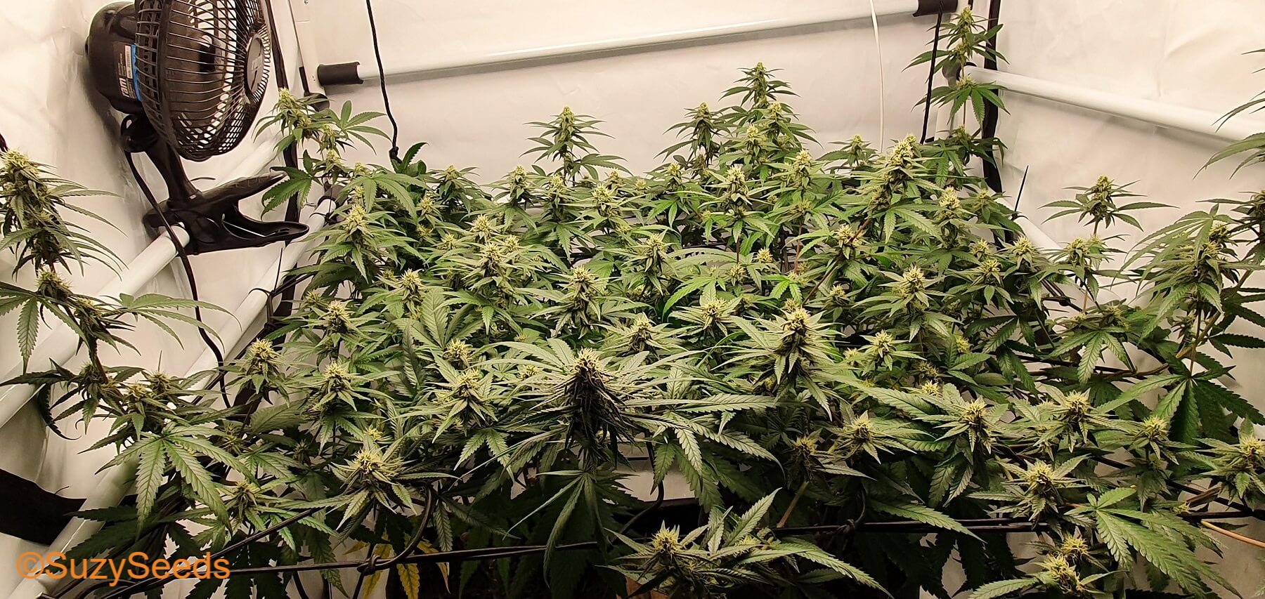 Building your own Grow room 