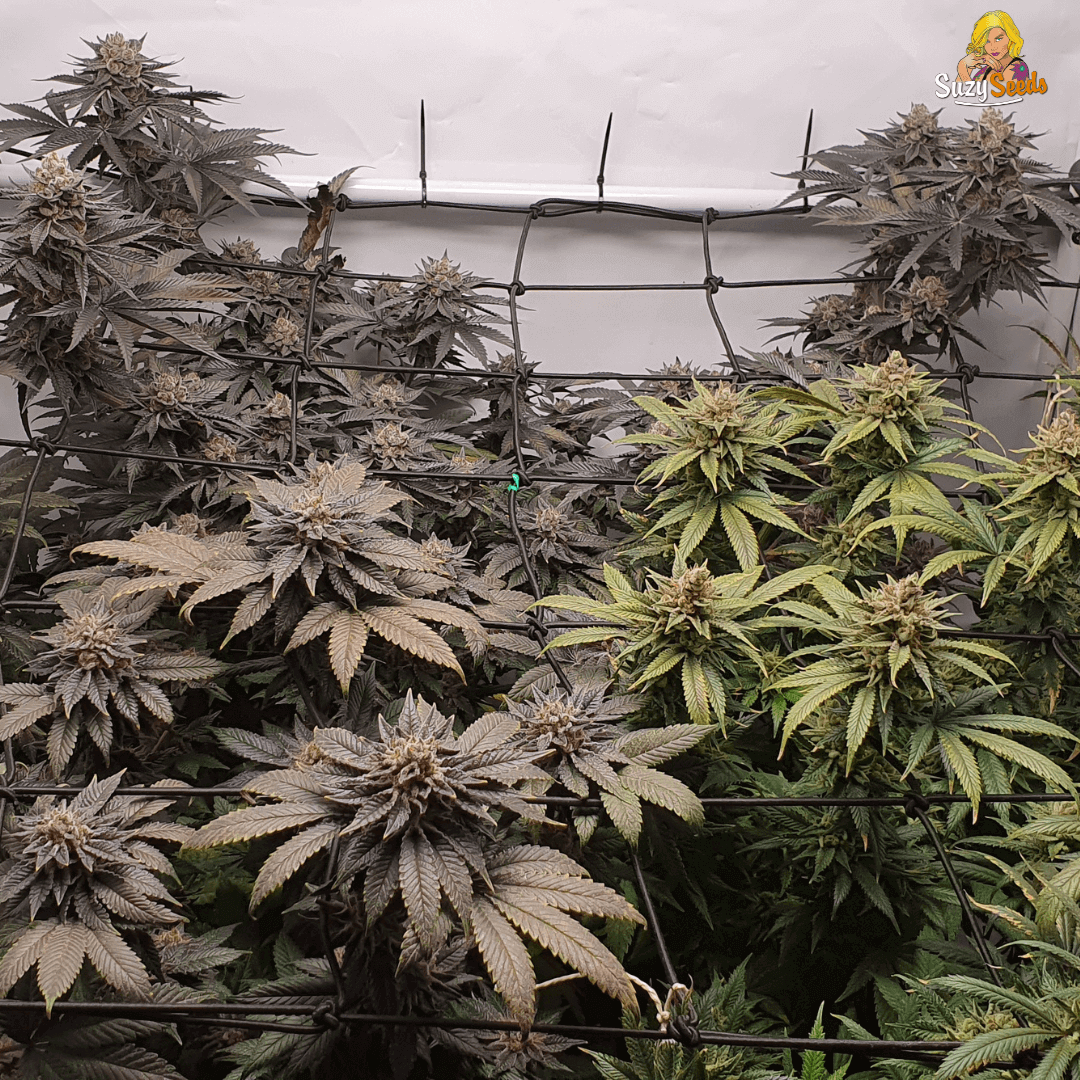 Cannabis Anbau Indoor
