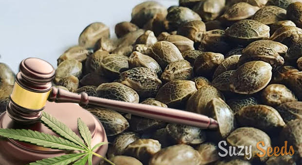 Feminized Cannabis Seeds