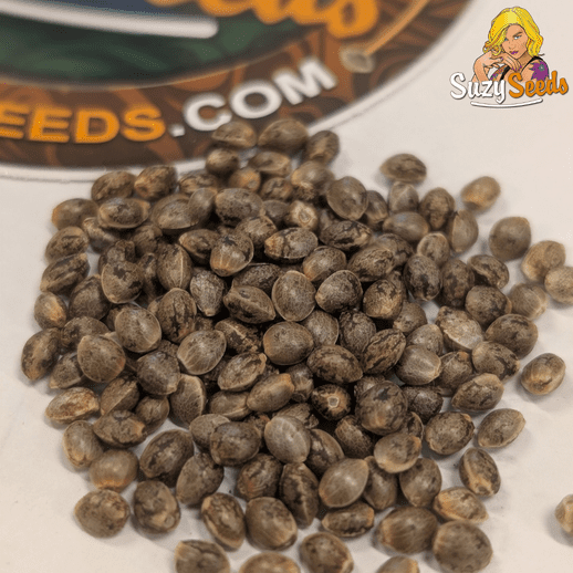 Cannabis Seeds