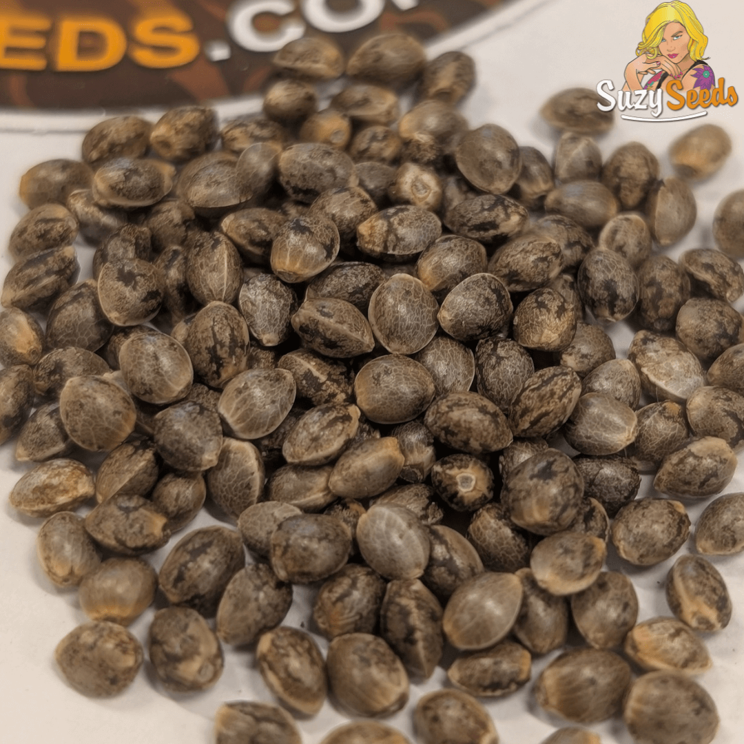 Premium Cannabis Zaden