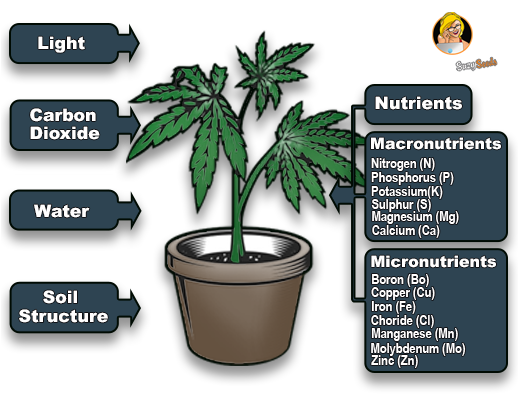 Growing your own cannabis 