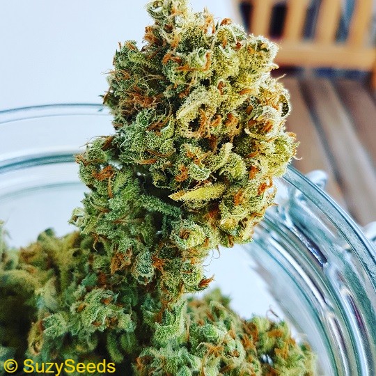 OG Kush Feminized 