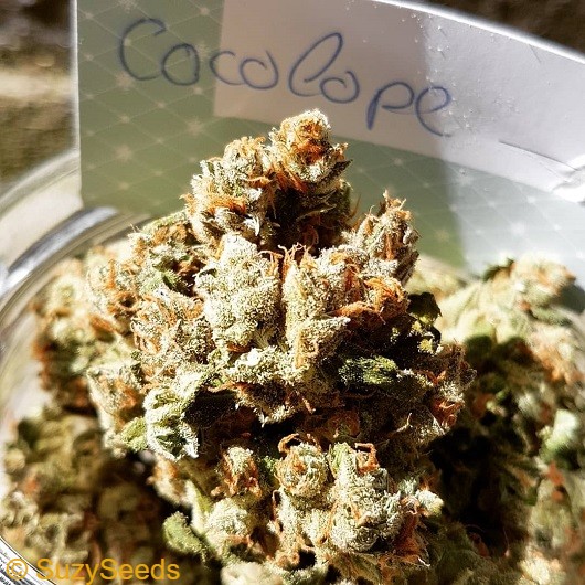 Pure Chocolope Feminized Cannabis seeds 