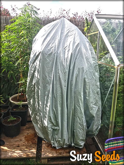 Darken your outdoor plants to start flowering