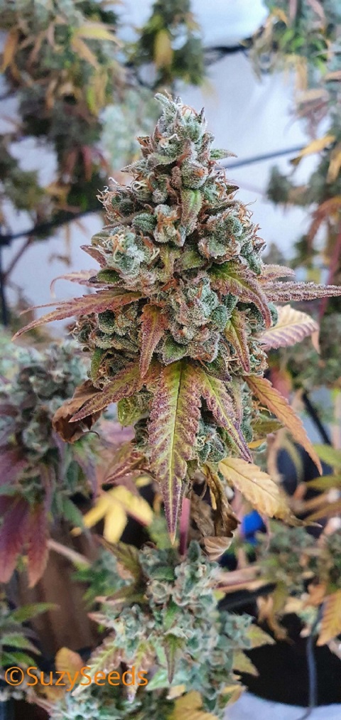 Phase de Floraison 