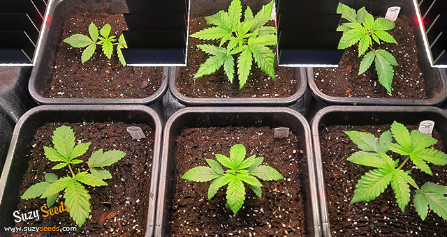 Different Cannabis strains in one box