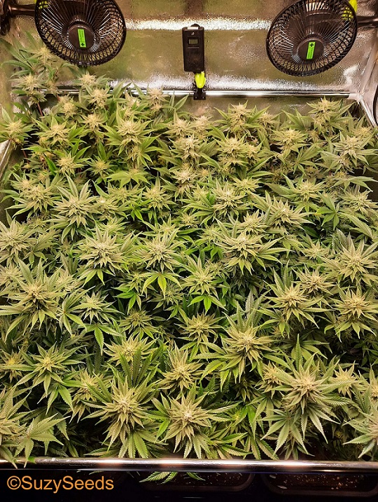 SOG Growing Technique