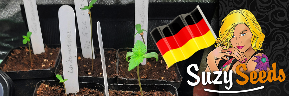 Cannabis Seedlings