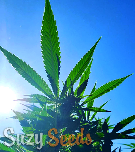 SuzySeeds 