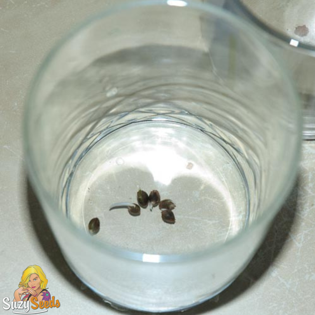 Germination graines de cannabis verre d'eau 