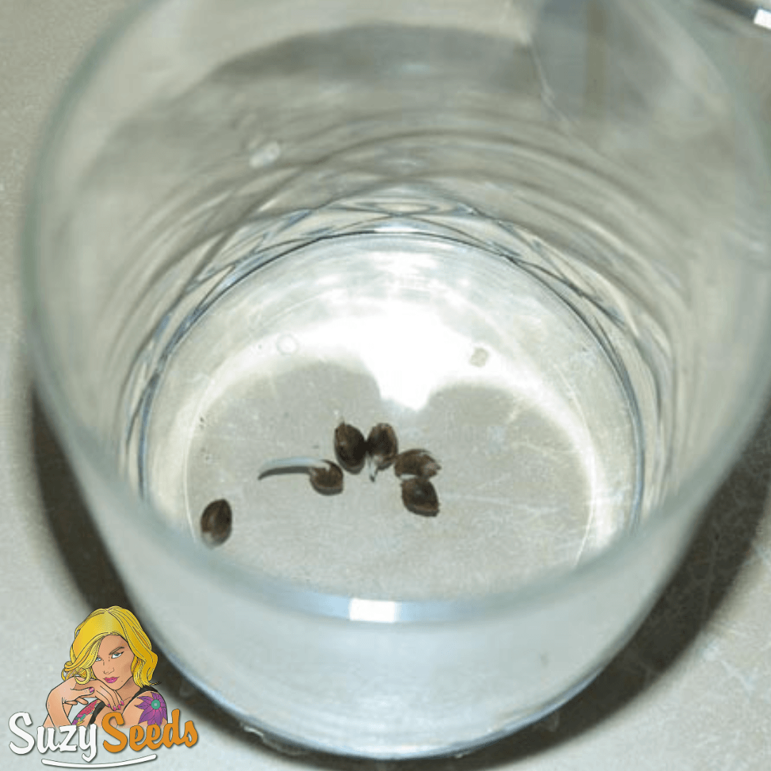 Cannabis Samen keimen in Tasse Wasser