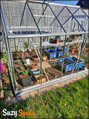 Pregrowth in greenhouse 