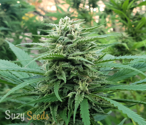 Growing Outdoors Hollands Super Bud 
