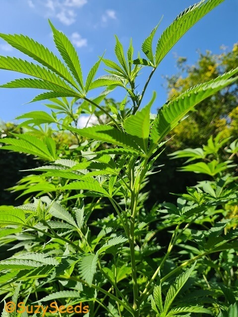 Growing Cannabis Outdoors