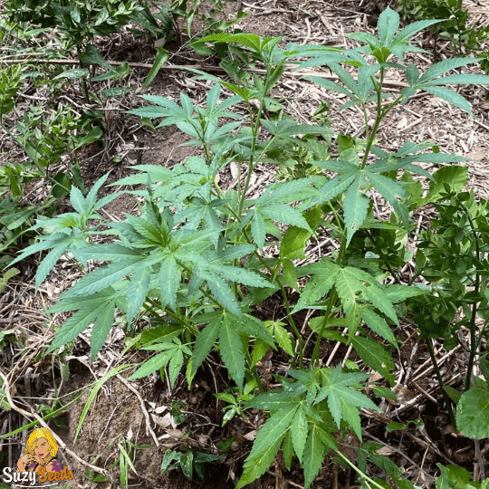 Lemon Juice OG Guerrilla Anbau Outdoor