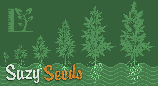 Growth Phase Cannabis