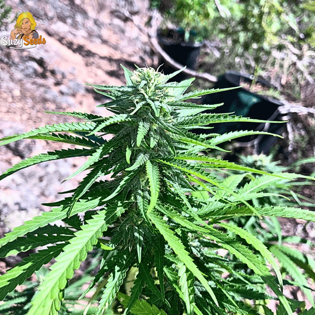 Lemon Juice OG Flowering Outdoors