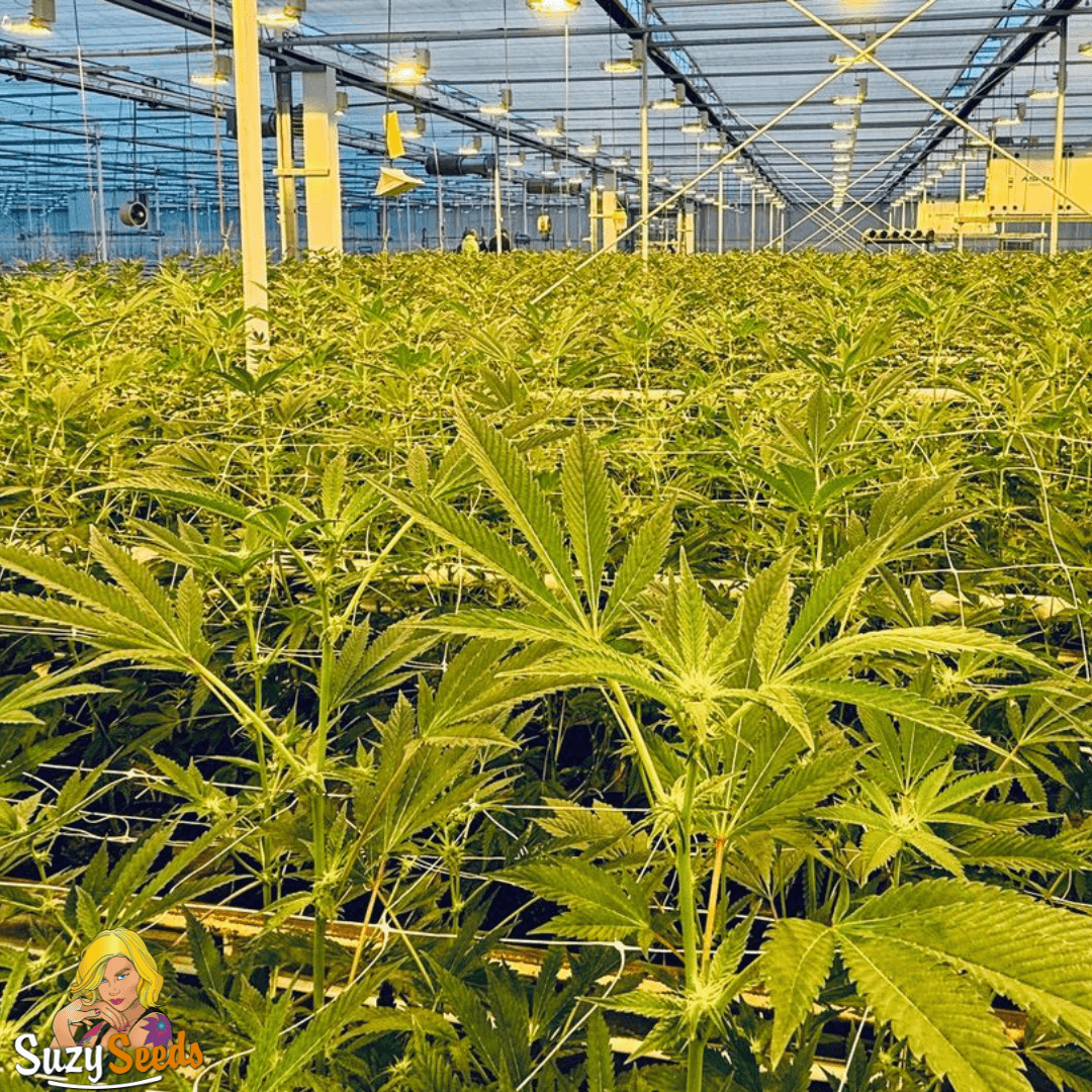How to grow cannabis