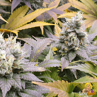 Leila Kush Feminized Seeds
