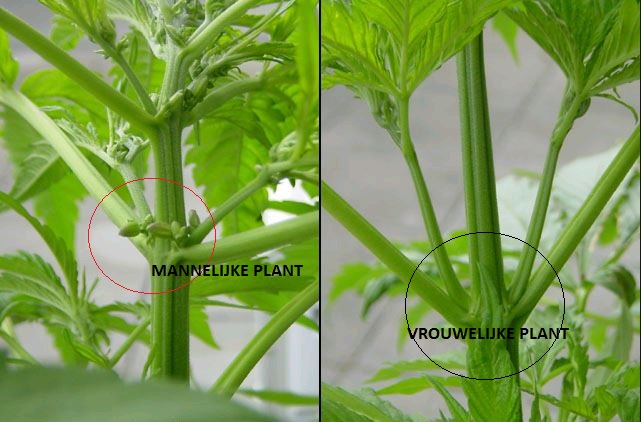 Mannelijke of Vrouwelijke Wieplant