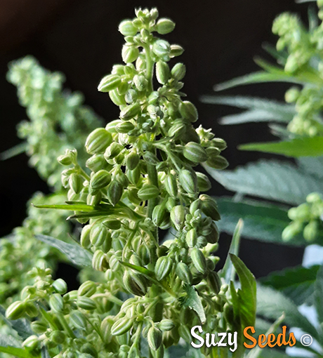 Male Cannabis Plant