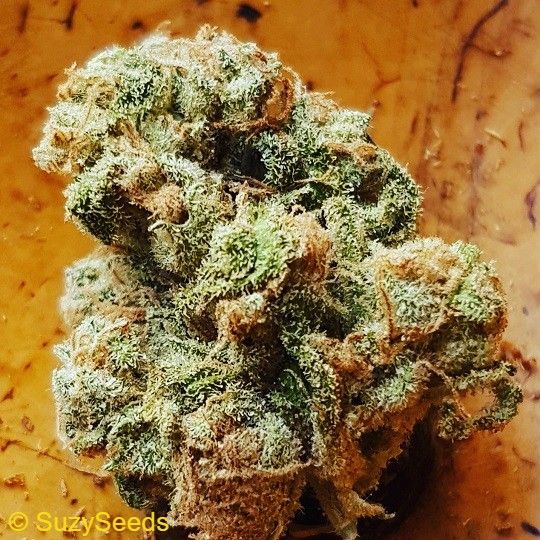 Og Kush Gefeminiseerde Wietzaden 