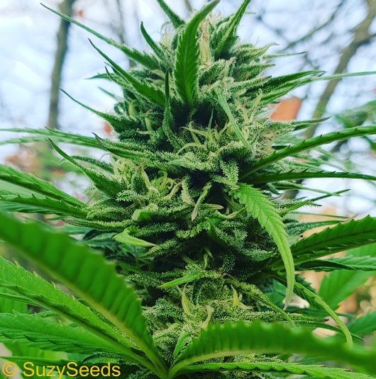 Feminized Cannabis Seeds 