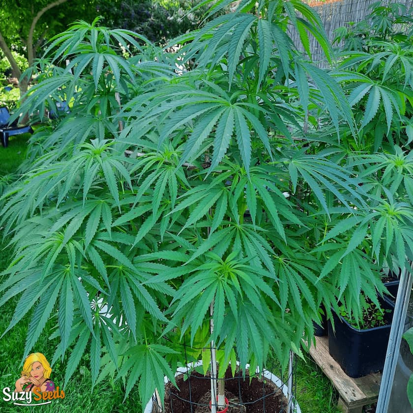 Suzy's Confidential Feminized Seeds