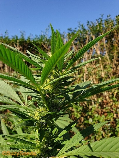 Growing Cannabis Seeds Outdoors 