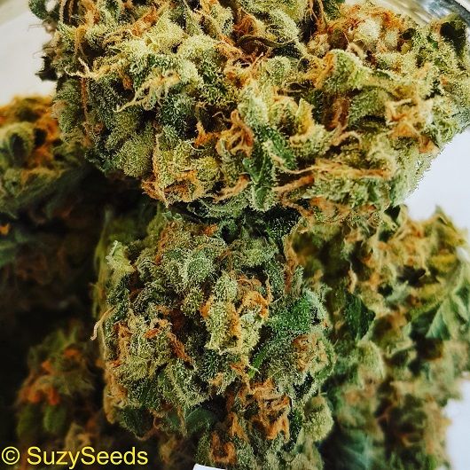 Feminized Cannabis Seeds 