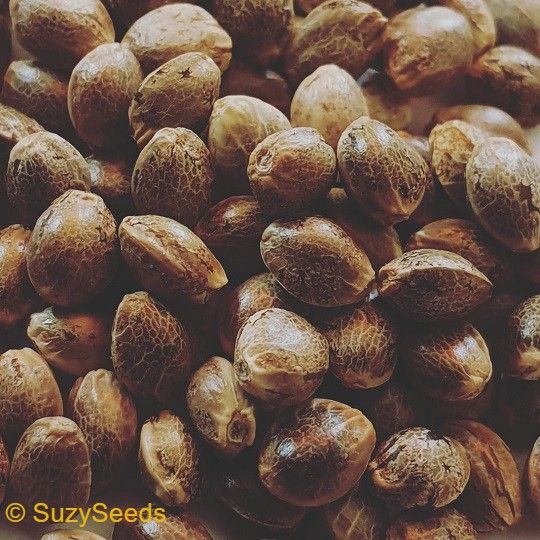 Cannabis Seeds