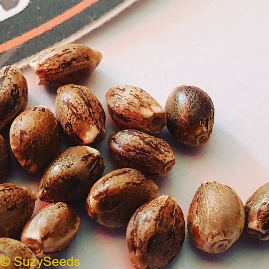 Wietzaden bestellen - SuzySeeds