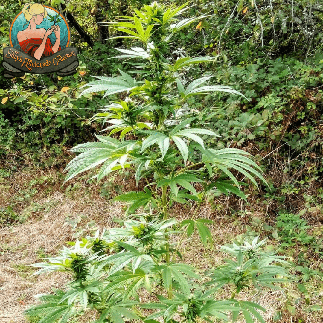 Guerilla Cannabis Growing