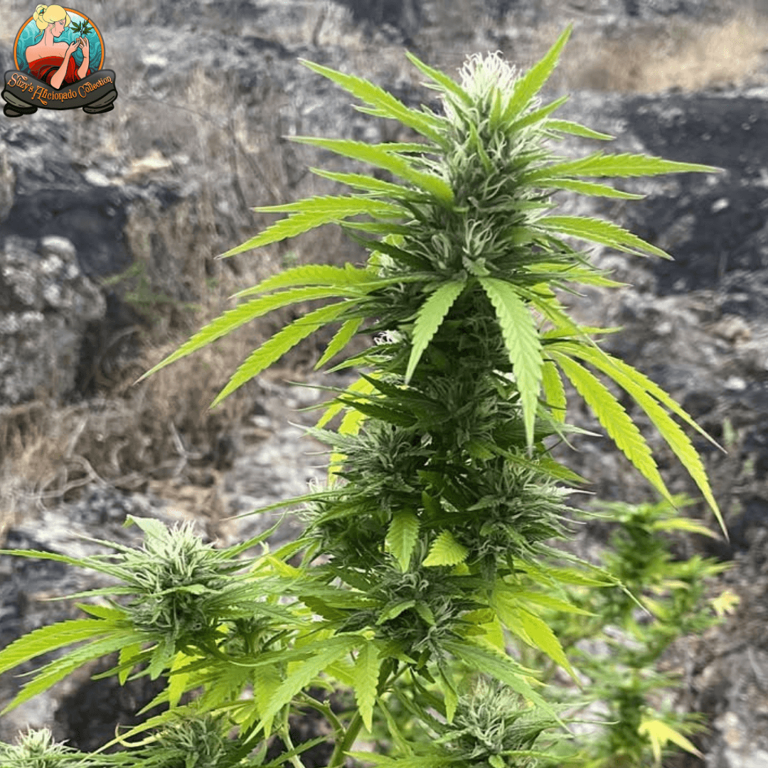 Suzy's Confidential Guerrilla grown