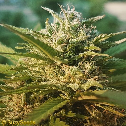 Yellow Lemon Haze Féminisées