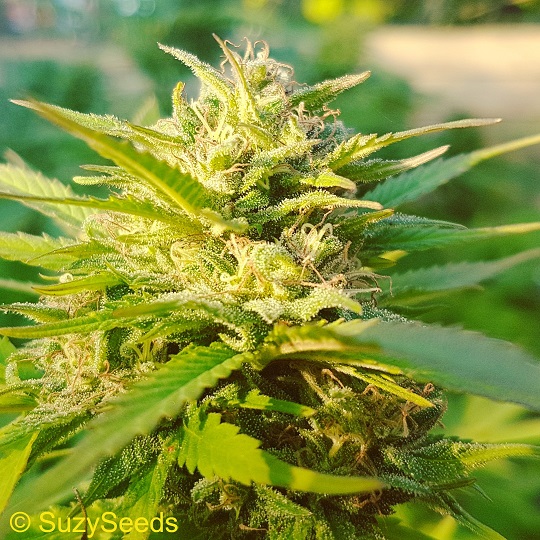 Yellow Lemon Haze Feminized Seeds 