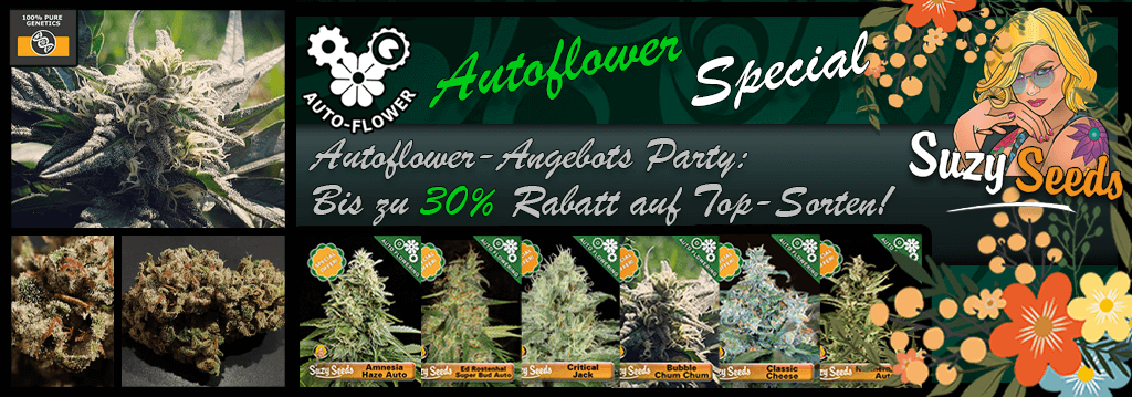 Suzy Seeds Autoflower Cannabis Samen Sonderangebote 