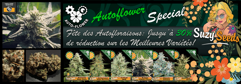 Suzy Seeds Promotions Graines Féminisées Suzy Seeds Promotions Graines Cannabis