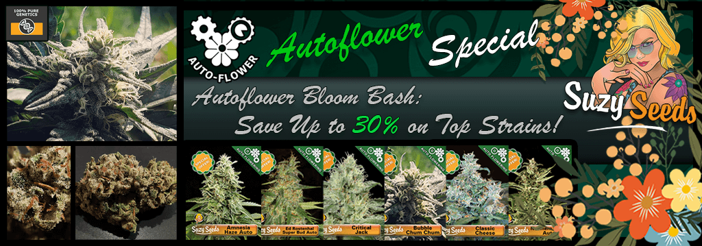 Suzy Seeds Autoflower Special  